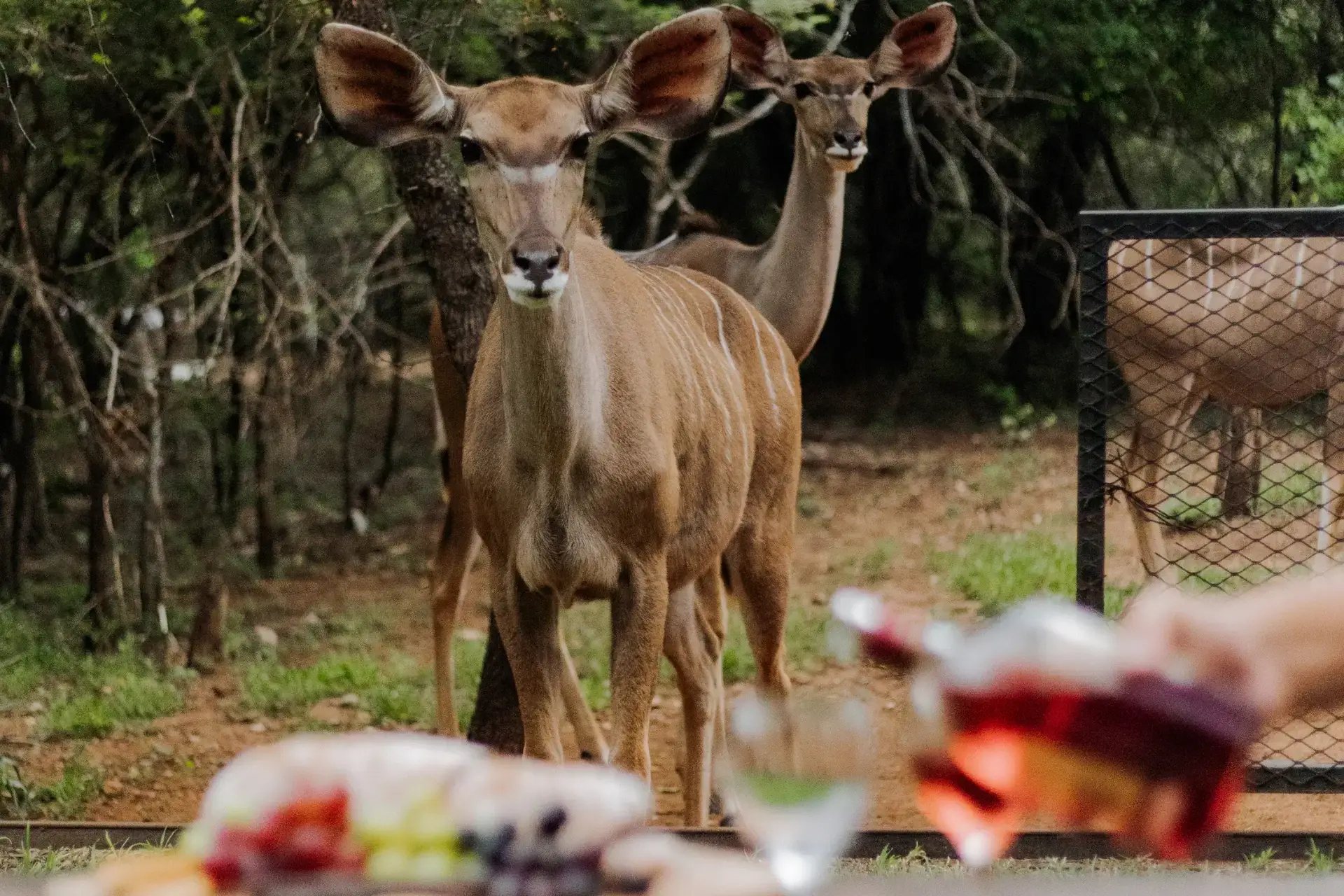 Afri Villa Stays_private villa in marloth park